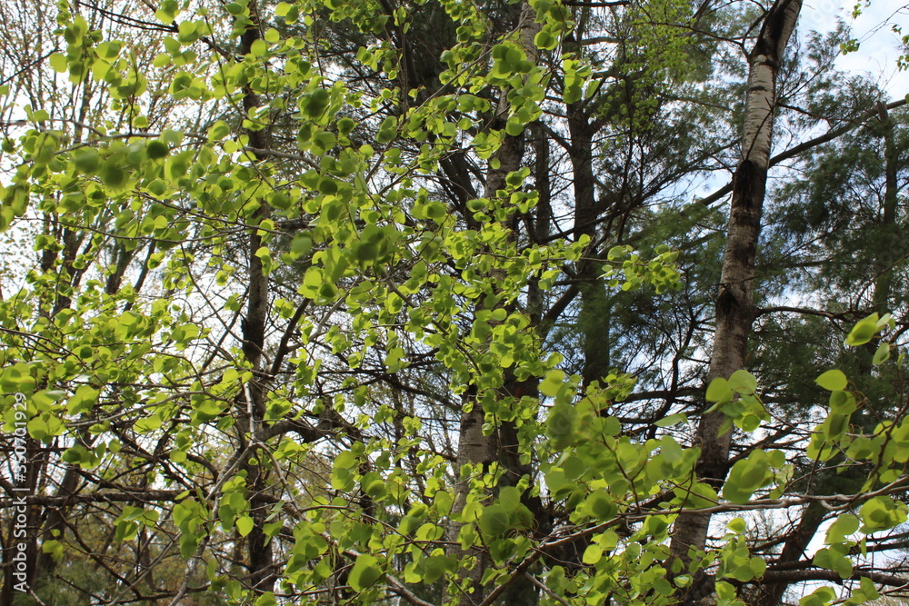 Fototapeta premium green leaves against the sky