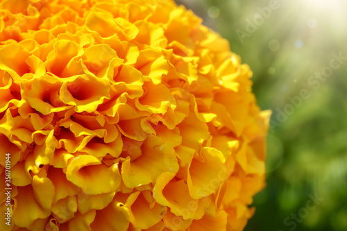 Detailed image of yellow marigold petals. Flower detail and texture