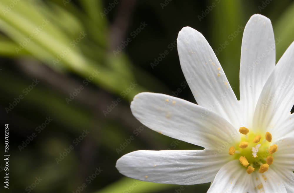 white crocus flower white crocus flower