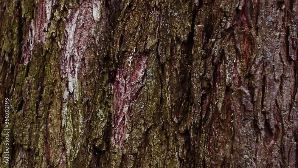 Tree bark crack texture, ash, maple, pine. Forest ecology, save nature. Tree bark crack texture, ash, maple, pine. Forest ecology, save nature.