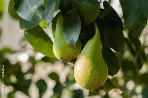 Two green pears on a tree