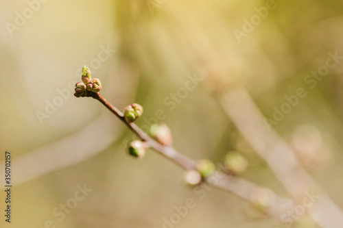 Twig with young blossoming leaves in the spring. Young tree growing at the spring. The buds have bloomed. Close-up. Copy space. Ecological and birth concept. Buds bloom on a tree. Selective focus.