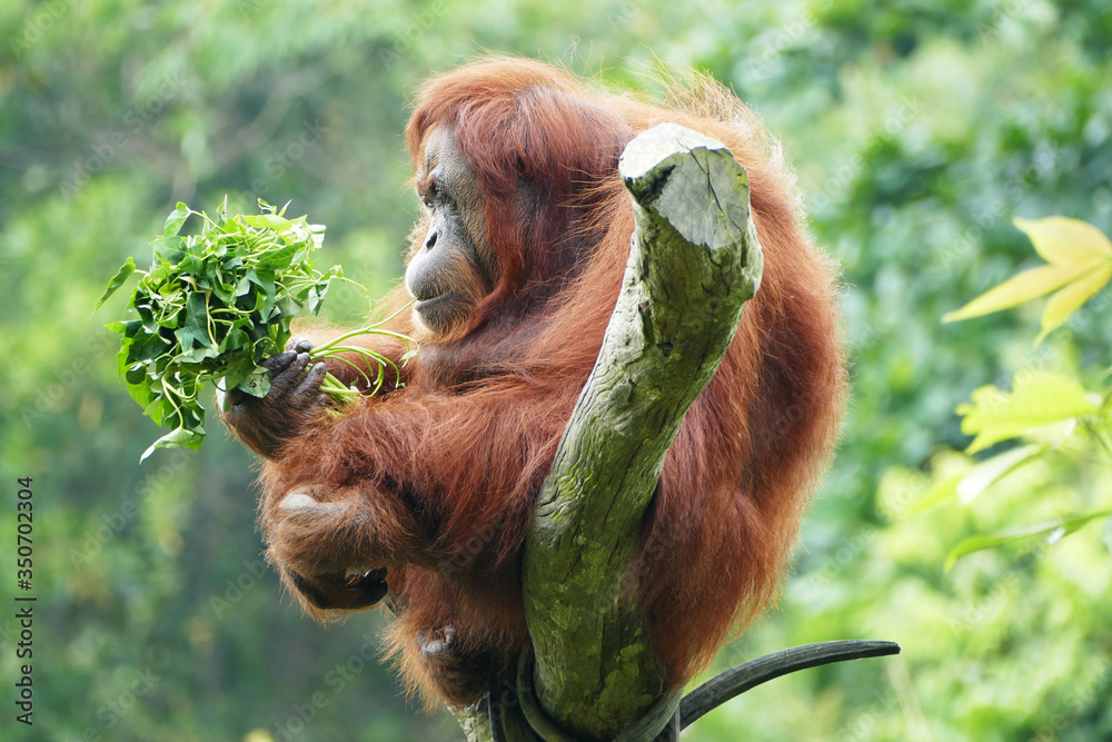 Obraz premium Female Orang Utan leaves in hands sitting on a tree