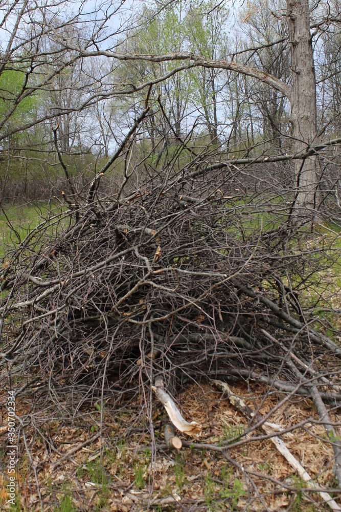 Obraz premium tree in the forest