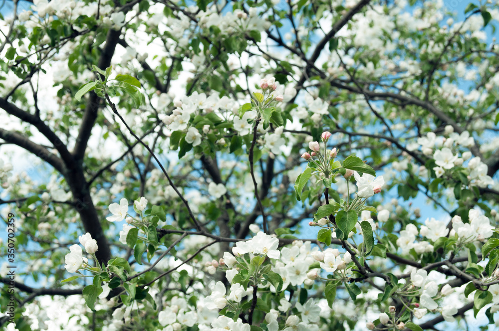 Flowering apple tree. Blossoming apple tree flowers on a sunny spring day.