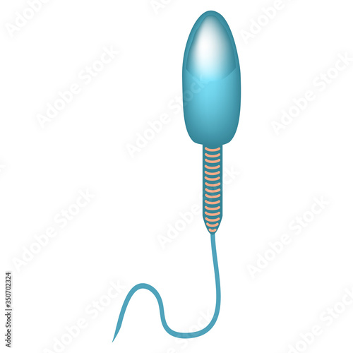 The structure of the sperm. Infographics. Vector illustration on isolated background.