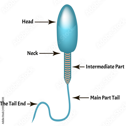 The structure of the sperm. Infographics. Vector illustration on isolated background.