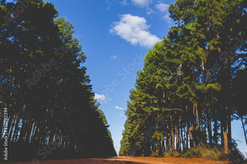 Trees path with blue sky and dirt road