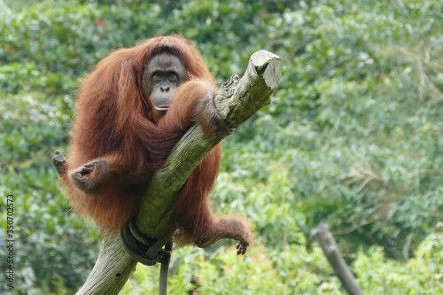 Orang utan female sit on a tree and look in the camera