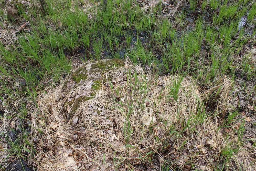 grass on the ground grass on the ground