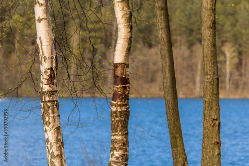 Fototapeta Naklejka Na Ścianę i Meble -  Brzozy nad wodą