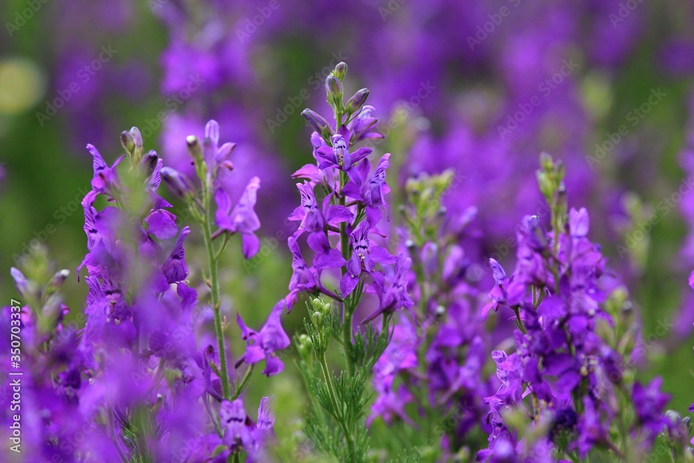 Fototapeta premium Purple flowers in the meadow