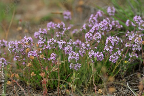Pink Thymus flowers on a meadow in spring