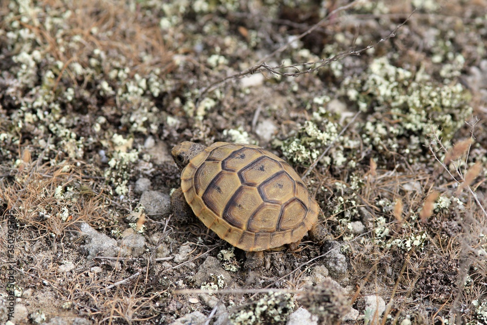 Baby Mediterranean turtle Testudo graeca