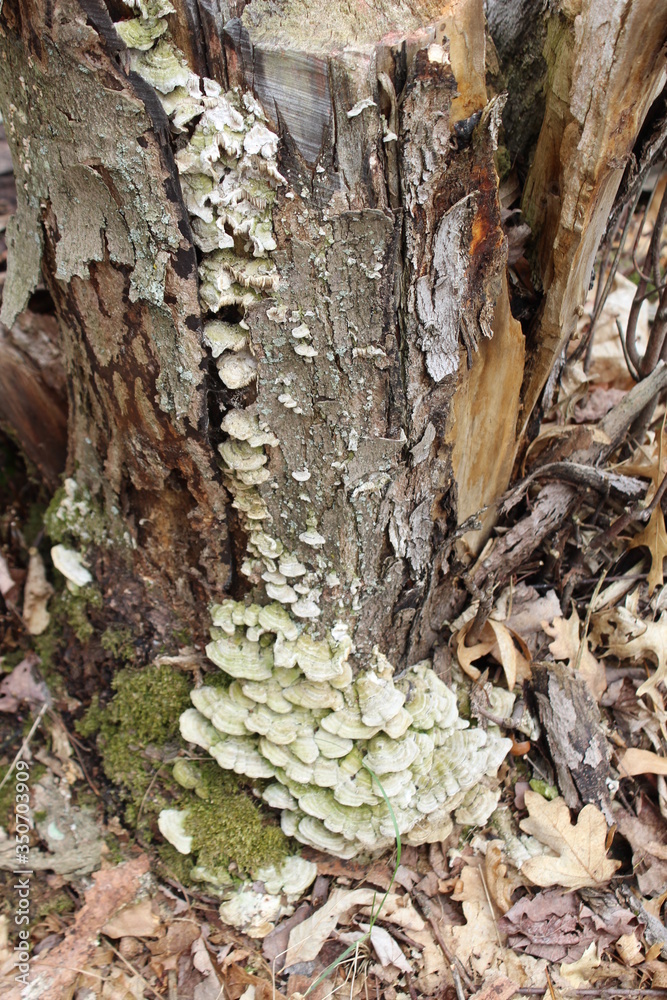 tree bark and moss tree bark and moss