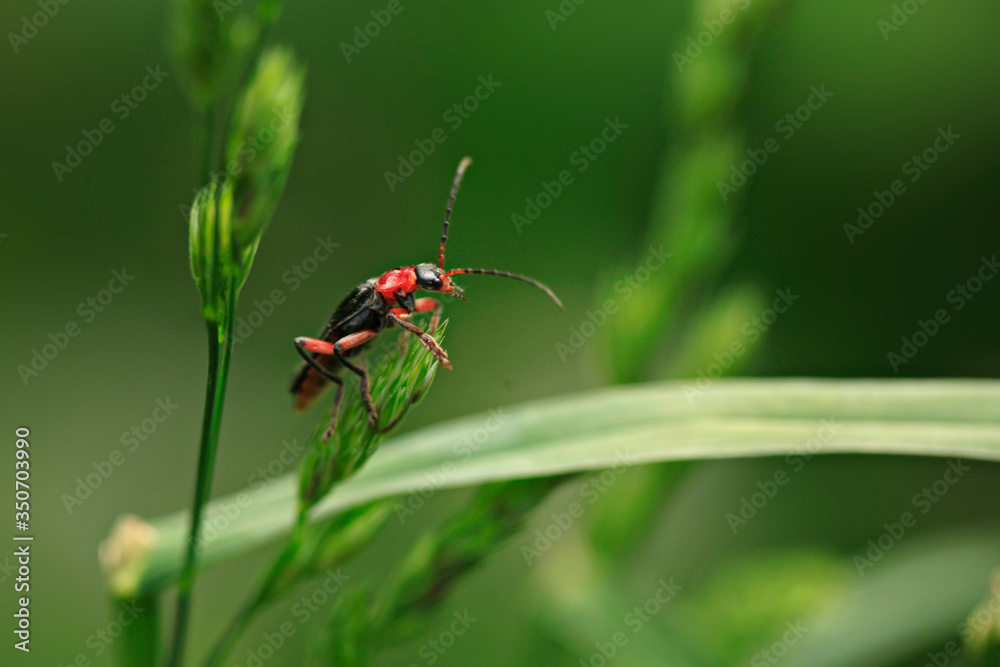 Portrait of cute spring beetle on green background Portrait of cute spring beetle on green background