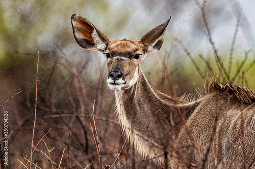 A kudu in the plains during a thunderstorm near Halali in Etosha National Park photo