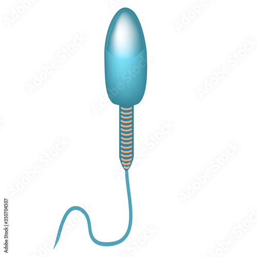 The structure of the sperm. Infographics. Vector illustration on isolated background.