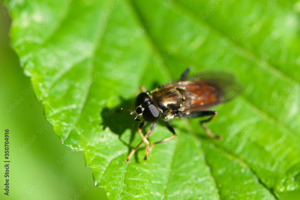 This is not a fly with big brown goggle eyes, it is a brilliant coquette This is not a fly with big brown goggle eyes, it is a brilliant coquette