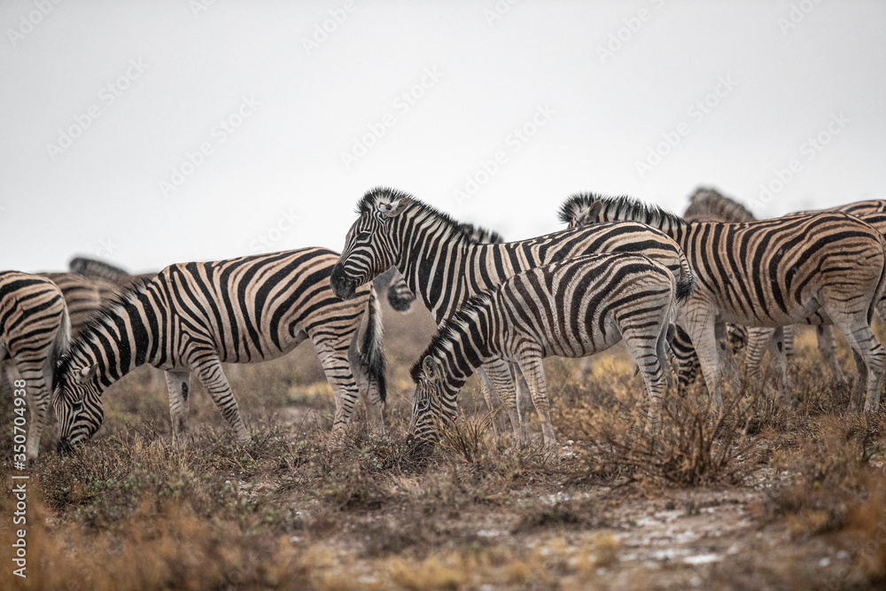 Zebras in the plains during a thunderstorm Zebras in the plains during a thunderstorm