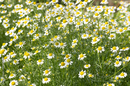 Camomile pharmacy in a Sunny glade. herb, background Wallpaper