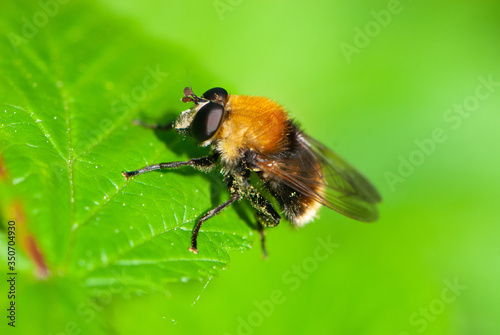 Close-up hoverfly or drone fly on green leaf of nettles on green background in forest © Tatiana