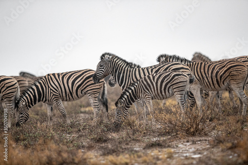 Zebras in the plains during a thunderstorm