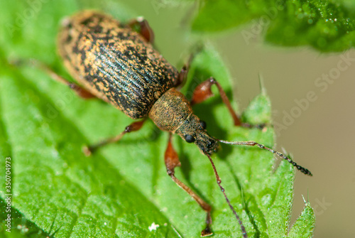 Close-up brown true weevils and bark beetle on green leaf of stinging nettles with red legs in forest © Tatiana