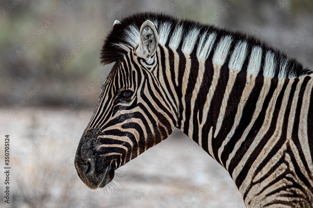 Fototapeta premium A zebra in the plains near Halali
