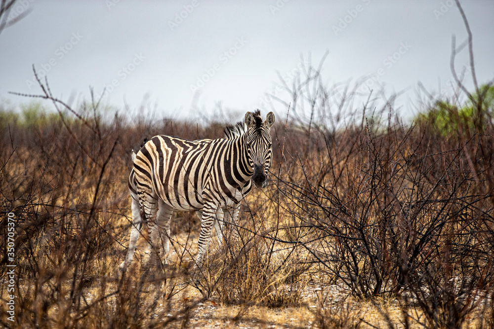 Obraz premium A zebra in the plains during a thunderstorm near Salvadora