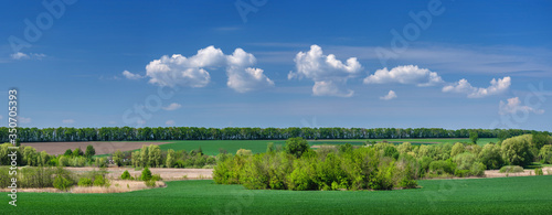 panorama of group of white clouds in the sky above green wheat fields and trees with copy space