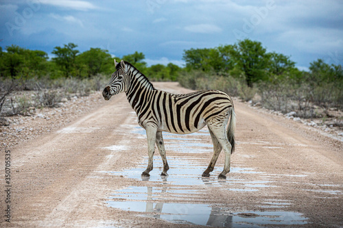 A zebra crosses the road near Halali in Etosha National Park