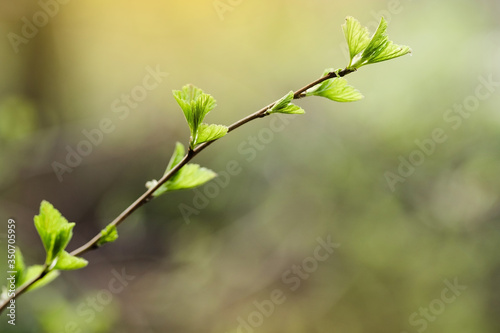 Twig with young blossoming leaves in the spring. Young tree growing at the spring. The buds have bloomed. Close-up. Copy space. Ecological and birth concept. Selective focus. © Artem