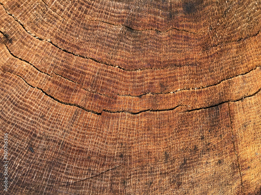 Naklejka premium Background from a cut of an old oak tree. Brown wood texture