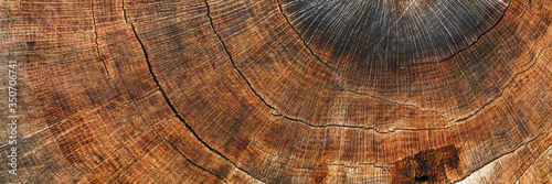 Background from a cut of an old oak tree. Brown wood texture