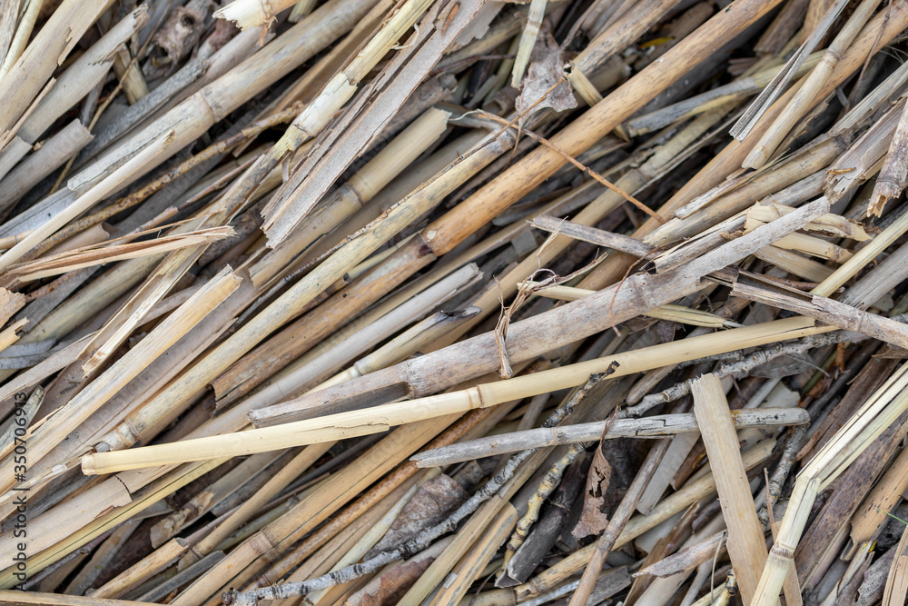 Close-up dry aged reed texture background. Bamboo cane autumn hunting camouflage pattern. Detail of camo surface for hunters - obrazy, fototapety, plakaty 