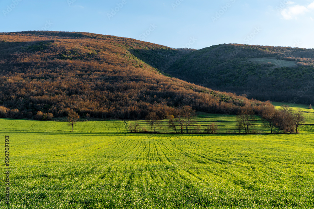 Beautiful green grass field at sunset of springtime day Beautiful green grass field at sunset of springtime day