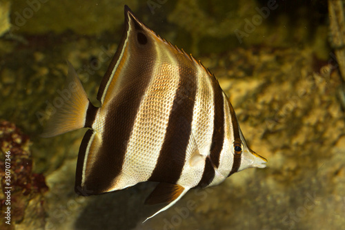 Eastern talma,  truncate coralfish  (Chelmonops truncatus ). photo