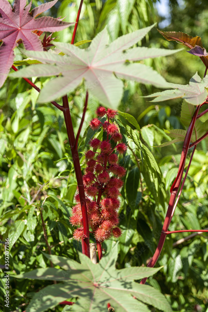 Castor bean plant and tropical flower Castor bean plant and tropical flower