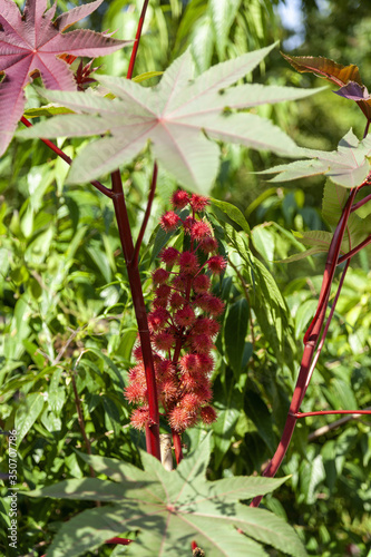 Castor bean plant and tropical flower