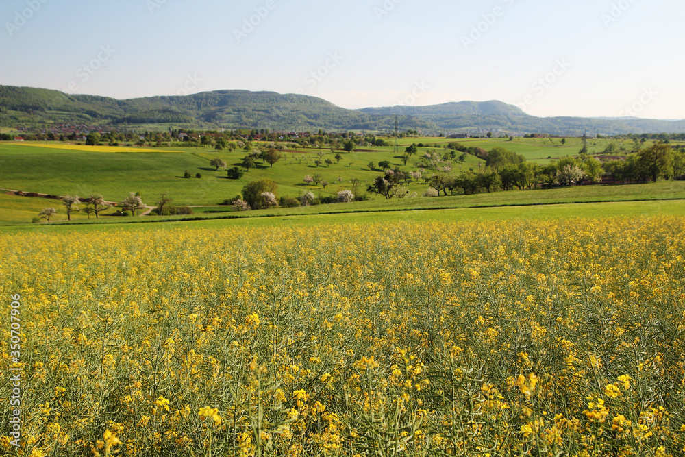 A field of rapeseed in Baden-Wuerttemberg, Germany