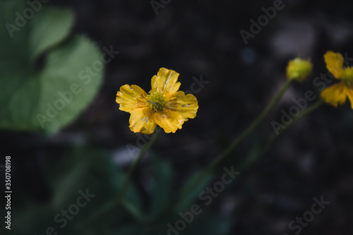 Natural green and black background with beautiful yellow flowers close up