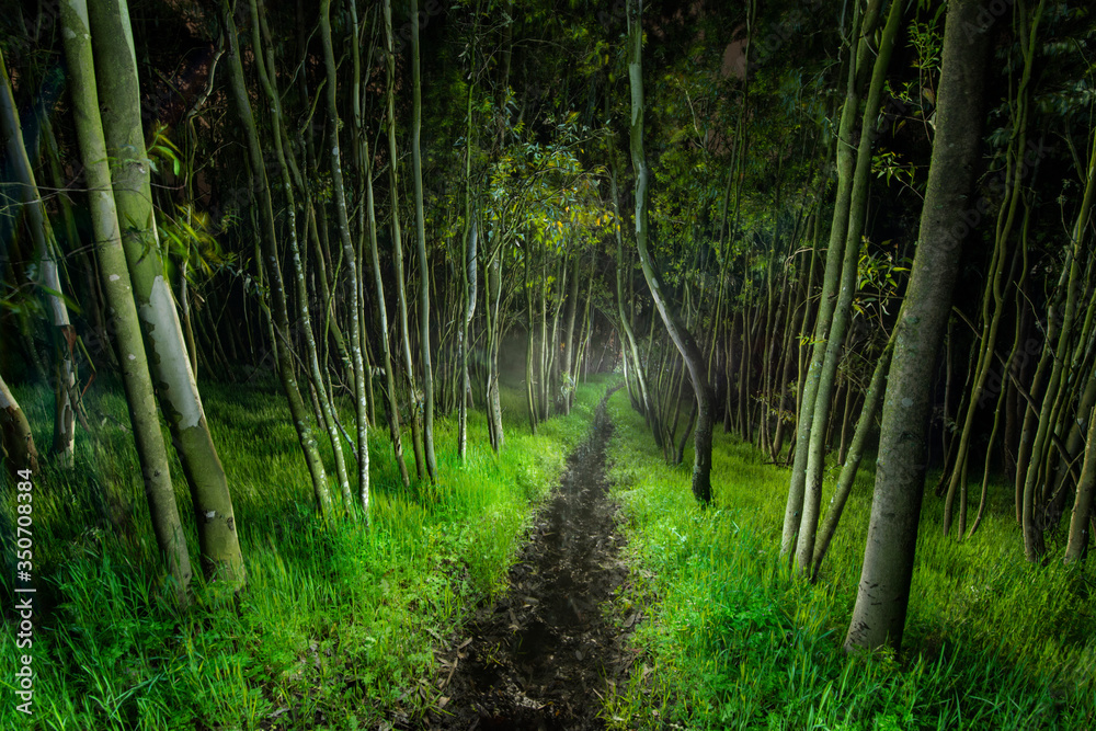 A Small Cattle Path Cuts through a Little Forest, Eerily Light a A Small Cattle Path Cuts through a Little Forest, Eerily Light a