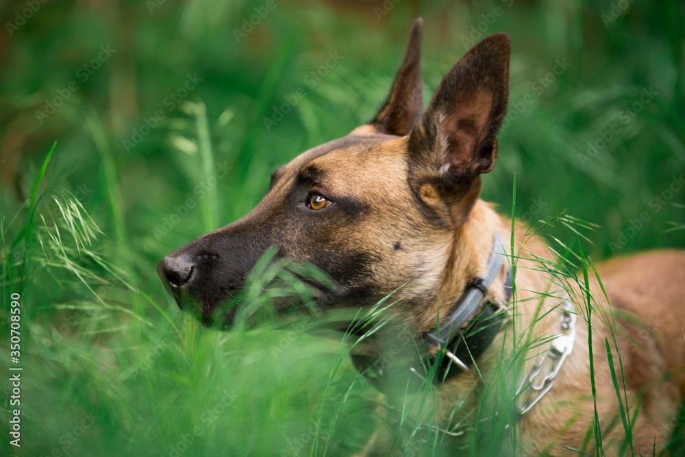 Malinois - portret owczarka belgijskiego Malinois - portret owczarka belgijskiego
