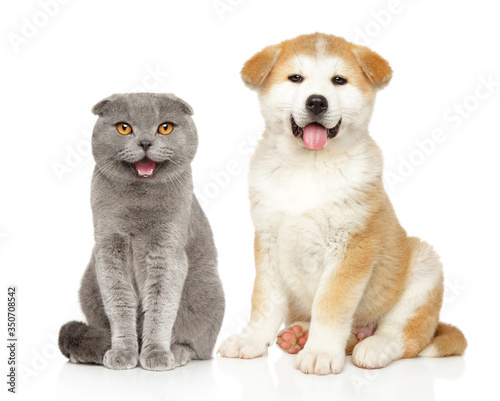 Fototapeta Naklejka Na Ścianę i Meble -  Scottish fold cat and Akita puppy