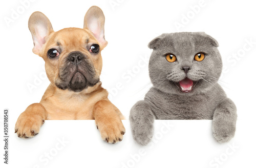 Scottish fold kitten and French bulldog