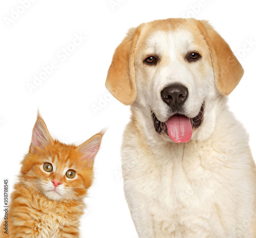 Kitten and puppy together, isolated