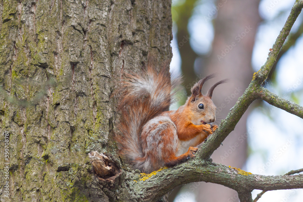 Red squirrel on a high branch eating a nut. Red squirrel on a high branch eating a nut.