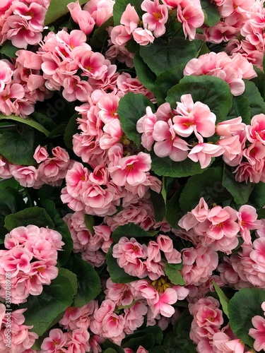 Pink hydrangea flowers surrounded by green leaves
