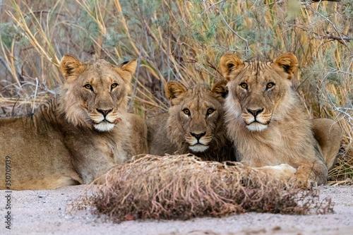 three young desert lions are resting in the shade in a river bed photo